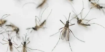 Este es el mosquito más peligroso para todas las personas: ¿cómo reconocerlo?