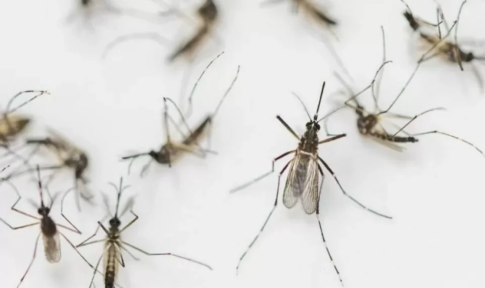 Este es el mosquito más peligroso para todas las personas: ¿cómo reconocerlo?