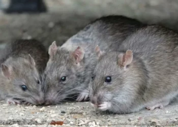 Las 2 sustancias que son caseras y son infalibles contra las ratas