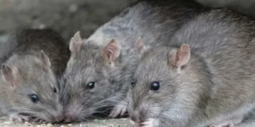 Las 2 sustancias que son caseras y son infalibles contra las ratas