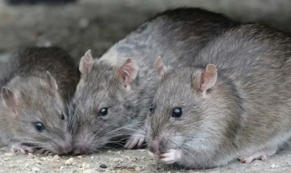 Las 2 sustancias que son caseras y son infalibles contra las ratas