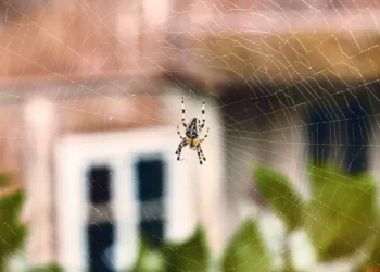 No hay que matarlas: 4 trucos para espantar las arañas de su hogar