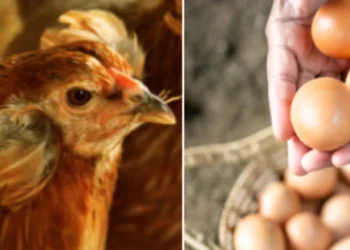 La ciencia revela uno de los enigmas de la vida: ¿fue primero el huevo o la gallina?