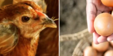 La ciencia revela uno de los enigmas de la vida: ¿fue primero el huevo o la gallina?