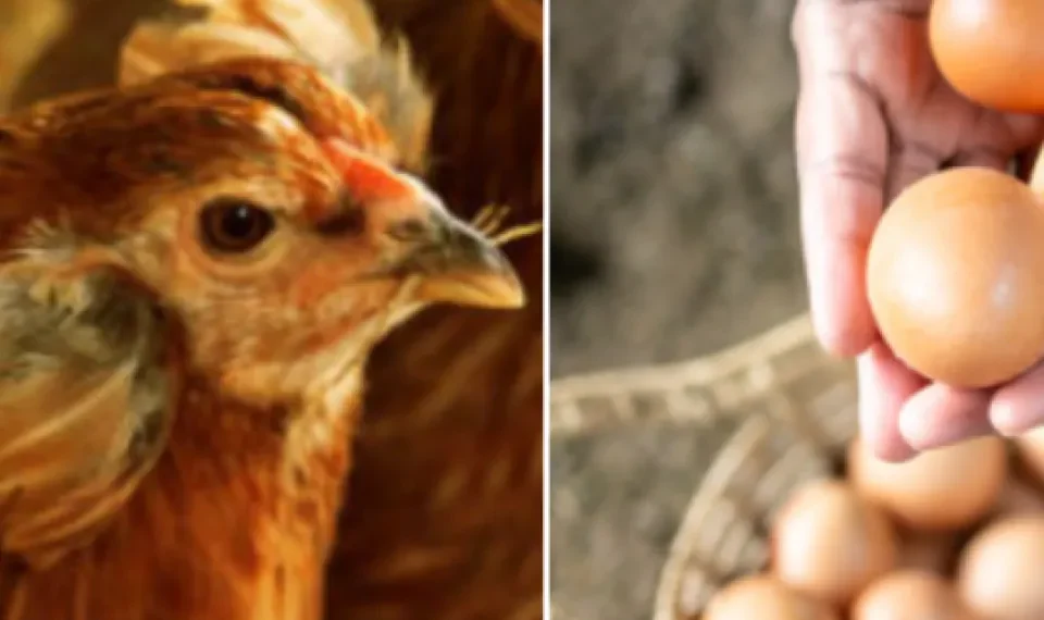 La ciencia revela uno de los enigmas de la vida: ¿fue primero el huevo o la gallina?