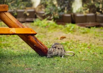 El elemento que hará que las ratas se apoderen de su jardín, según un experto