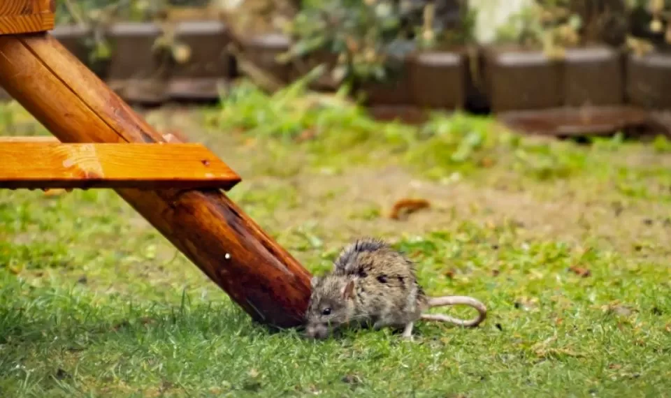El elemento que hará que las ratas se apoderen de su jardín, según un experto