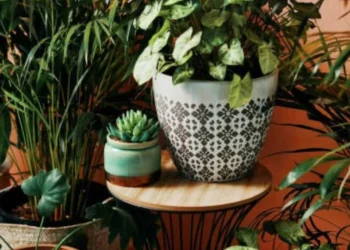 ¿Qué significa que una persona tenga muchas plantas en su casa, según la psicología?