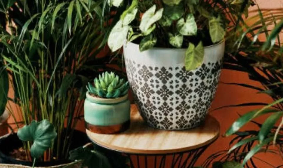 ¿Qué significa que una persona tenga muchas plantas en su casa, según la psicología?