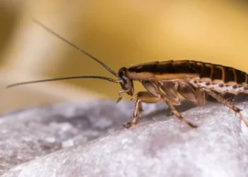 ¿Hay cucarachas en su casa? Esta puede ser la extraña razón