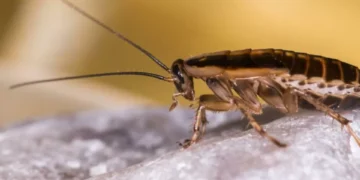 ¿Hay cucarachas en su casa? Esta puede ser la extraña razón