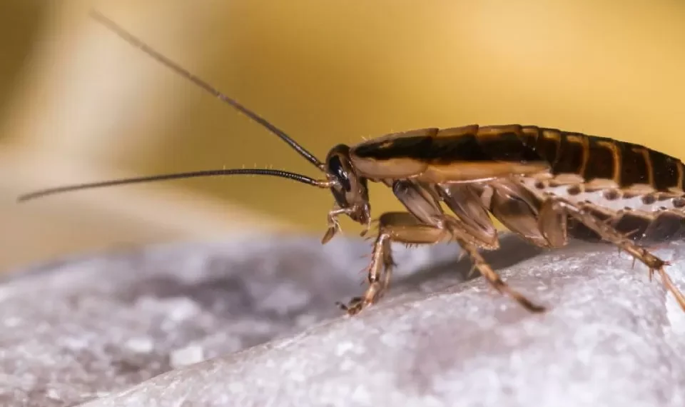 ¿Hay cucarachas en su casa? Esta puede ser la extraña razón