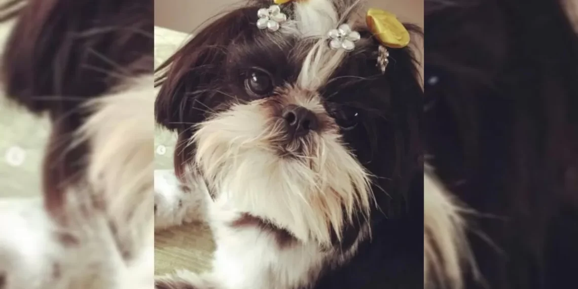 Cadela morre após ser deixada sozinha e amarrada em pet shop de SC; dois funcionários foram indiciados