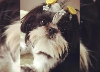Cadela morre após ser deixada sozinha e amarrada em pet shop de SC; dois funcionários foram indiciados