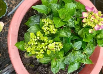 ‘Representa la soledad’: la flor que le puede estar robando la energía de su casa