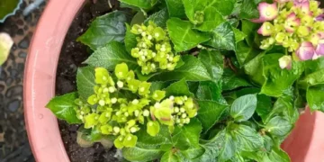 ‘Representa la soledad’: la flor que le puede estar robando la energía de su casa