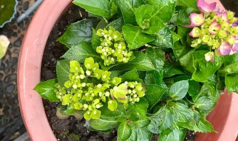 ‘Representa la soledad’: la flor que le puede estar robando la energía de su casa