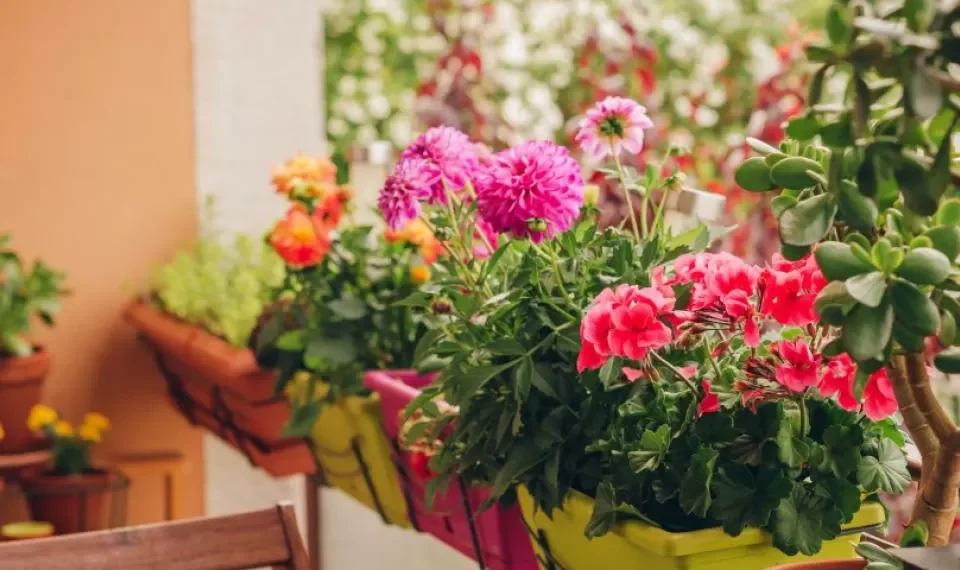 La mezcla de agua con 1 ingrediente de cocina que revivirá sus plantas