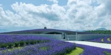 ¿Qué planta elimina la energía negativa del hogar?