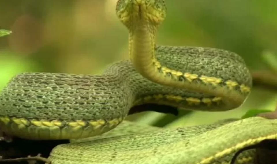 ¿Cómo se previene la exposición a las serpientes? Siga estas recomendaciones