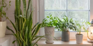 Evite ‘crisis’ y la ‘mala suerte’: los dos lugares donde la lengua de suegra no va