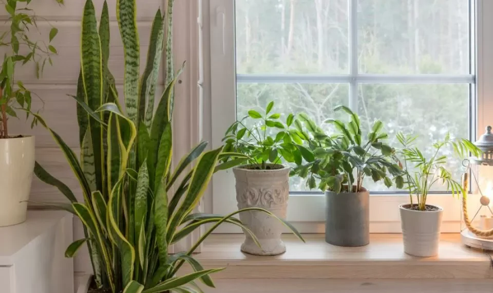 Evite ‘crisis’ y la ‘mala suerte’: los dos lugares donde la lengua de suegra no va