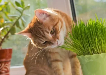 La hierba que les gusta a los gatos y seguro hará muy feliz a su mascota