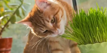 La hierba que les gusta a los gatos y seguro hará muy feliz a su mascota