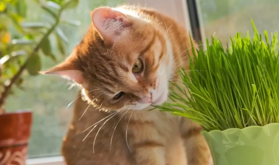 La hierba que les gusta a los gatos y seguro hará muy feliz a su mascota