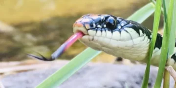 Tome nota: los 7 olores que ‘detestan’ las serpientes y las alejan de cualquier lado