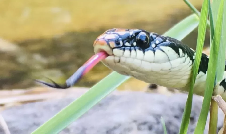 Tome nota: los 7 olores que ‘detestan’ las serpientes y las alejan de cualquier lado