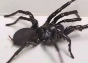 Esta araña es muy peligrosa para los humanos: ¿cómo identificarla?