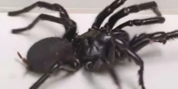Esta araña es muy peligrosa para los humanos: ¿cómo identificarla?