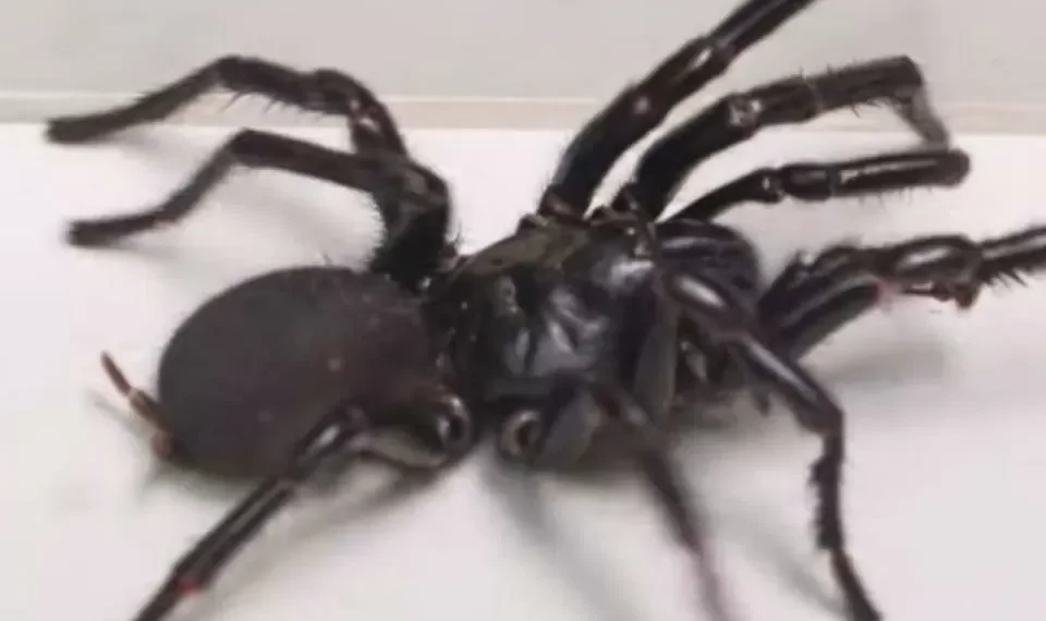 Esta araña es muy peligrosa para los humanos: ¿cómo identificarla?