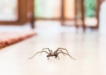 Les encanta: este es el olor que podría atraer arañas a su casa