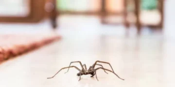 Les encanta: este es el olor que podría atraer arañas a su casa