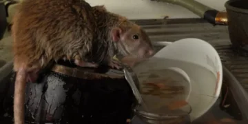 Expertos responden: ¿cómo se controla la aparición de ratas en el hogar?