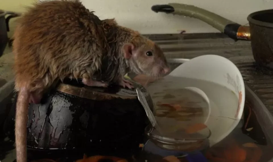 Expertos responden: ¿cómo se controla la aparición de ratas en el hogar?