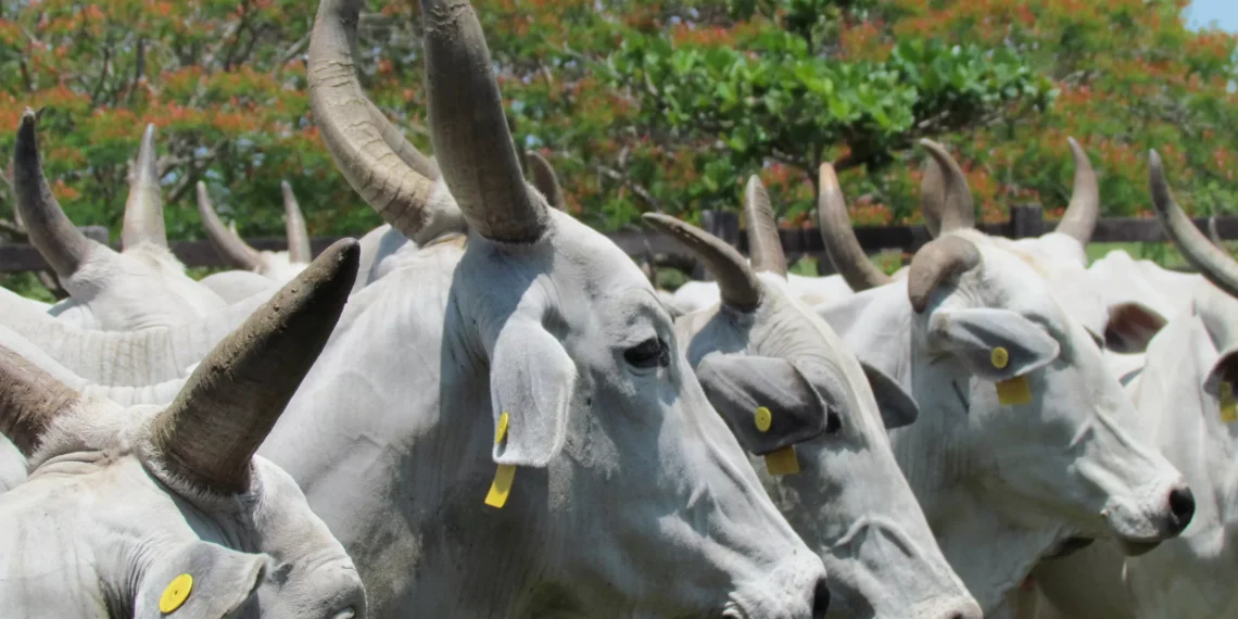 Vacas selvagens da Ilha Amsterdã: da adaptação ao extermínio