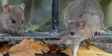 Si tiene uno de estos síntomas significa que hay ratas cerca y que ya lo enfermaron