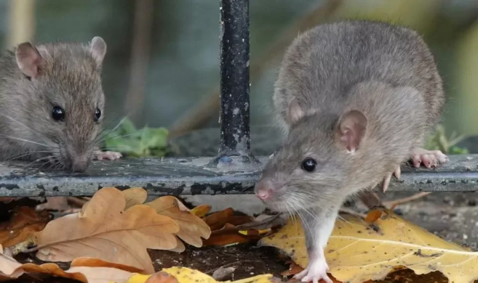 Si tiene uno de estos síntomas significa que hay ratas cerca y que ya lo enfermaron