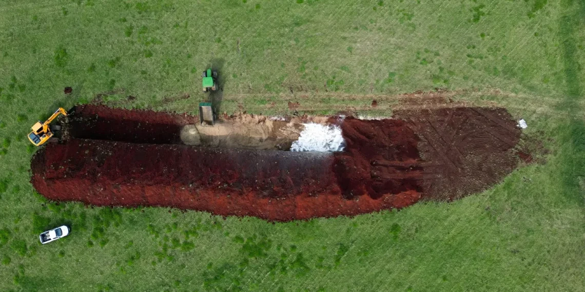 Governo brasileiro descarta três casos suspeitos de gripe aviária