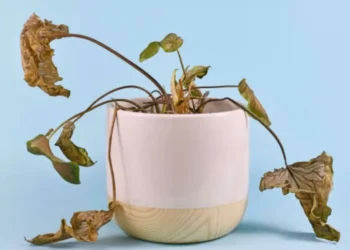 Un experto en jardinería lo dijo: el ingrediente secreto para revivir plantas