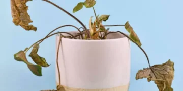 Un experto en jardinería lo dijo: el ingrediente secreto para revivir plantas