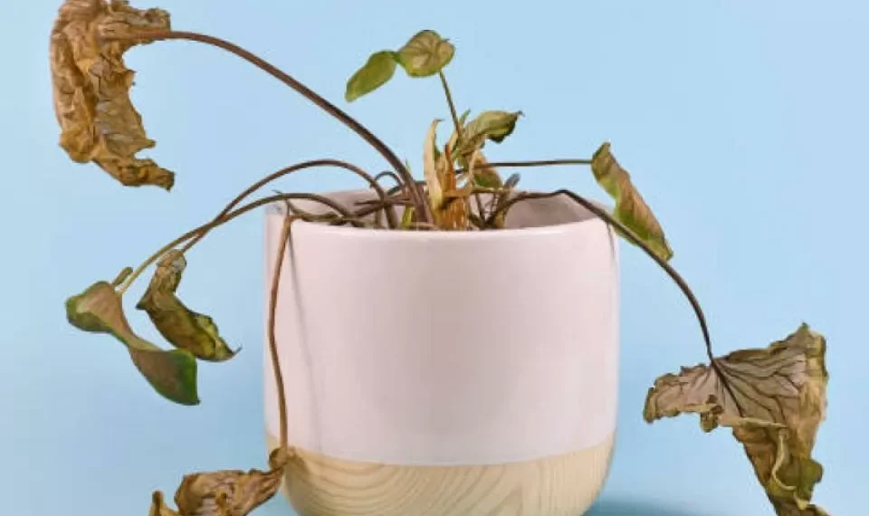 Un experto en jardinería lo dijo: el ingrediente secreto para revivir plantas