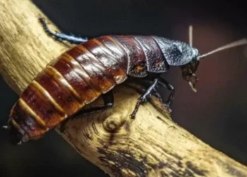 ¿Cuáles son los lugares donde una cucaracha puede poner un nido en su casa?