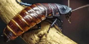 ¿Cuáles son los lugares donde una cucaracha puede poner un nido en su casa?