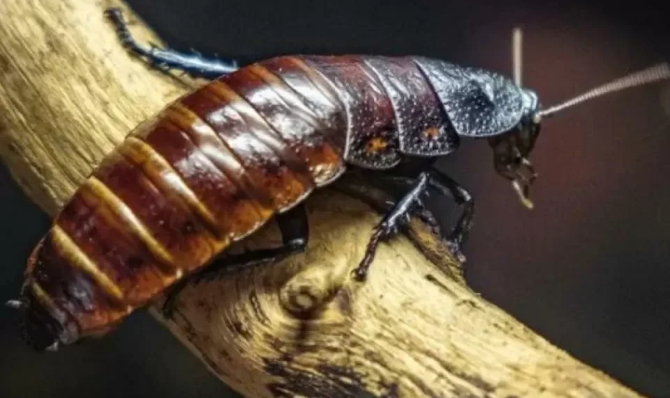 ¿Cuáles son los lugares donde una cucaracha puede poner un nido en su casa?