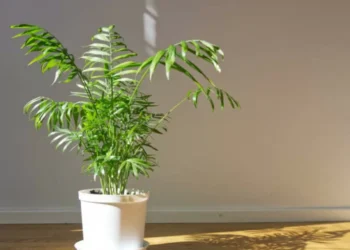 Lo tiene en la cocina: el ingrediente secreto que hará que sus plantas revivan