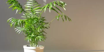 Lo tiene en la cocina: el ingrediente secreto que hará que sus plantas revivan